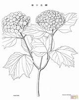Vintage Botanical Illustration Coloring Page Free Printable  sketch template