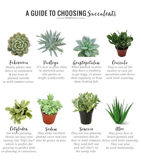 Easy to Grow Succulents Beginner Plants Succulent Plants Outdoor & Gardening Home & Living ...