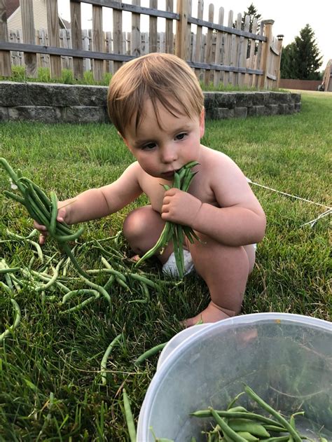 Growing Green Beans: From Seed To Harvest