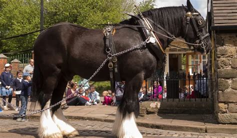 Shire Horse: Breed Profile for the World's Largest Horse - Helpful Horse Hints