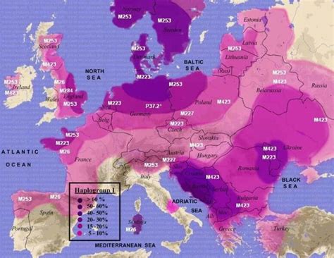 Image result for r1a haplogroup | History, Ancestry, Discover