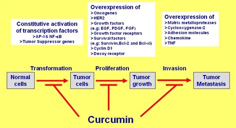 Cancer And Curcumin– Conners Clinic