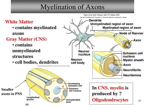 PPT - Chapter 11 Fundamentals of the Nervous System and Nervous Tissue Lecture 18 PowerPoint ...