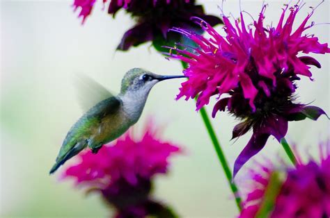 Those hummingbirds love the Bee Balm. | Bee balm, Animals, Flowers