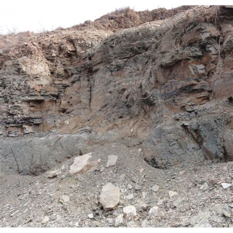 The strata of the fossil site. | Download Scientific Diagram