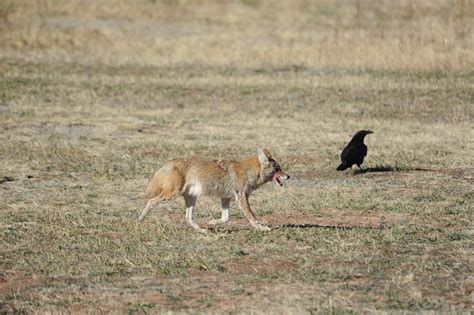 Coyote watch: Don't feed top-level predator, Academy experts say > United States Air Force ...