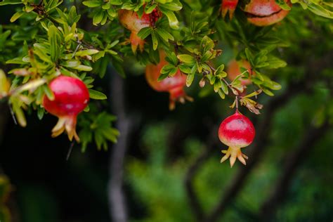 5 Tips for Growing a Pomegranate Tree from Seed - Food Gardening Network