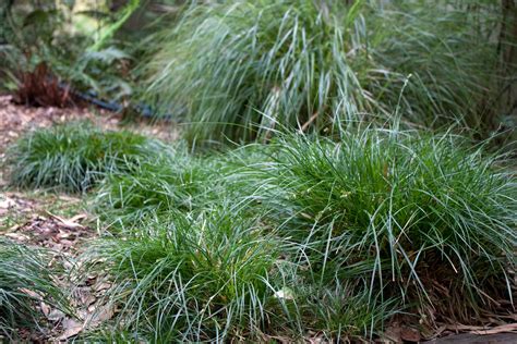 Carex divulsa 'Westfield' | Native Sons Wholesale Nursery