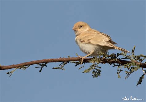 Desert Sparrow | Western Sahara | Bird images from foreign trips | Gallery | My World of Bird ...