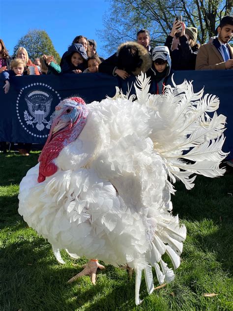 North Carolina Turkeys Pardoned by President Biden