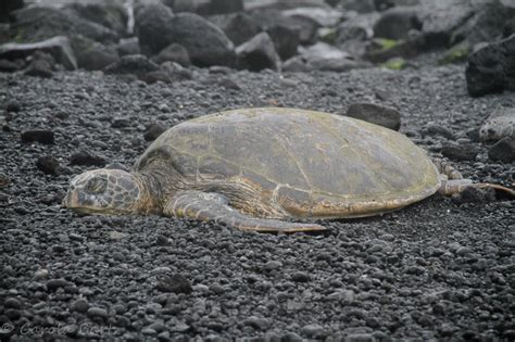 carola bARTz: Black Sand and Green Sea Turtles