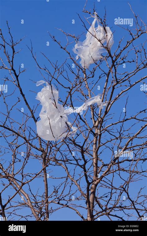 Discarded plastic bags stuck on tree branch - USA Stock Photo - Alamy