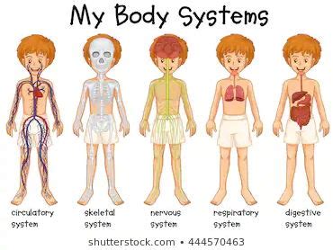 Body Systems - Who We Are | Teaching Resources