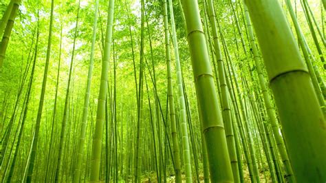 Green Bamboo Forest Wallpapers - Wallpaper Cave