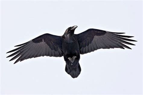 raven wings | Reference Images | Pinterest | Ravens, Anatomy and Wings ...