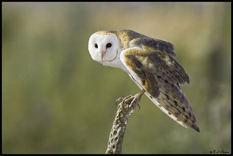 Barn Owl | Beauty Of Bird