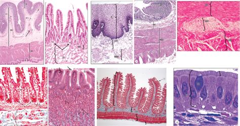 Histology Of Gi Tract