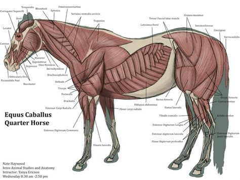 animal muscles - Cerca con Google | Horse anatomy, Horse behavior, Horses