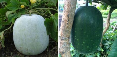 Growing Ash Gourd Indoors (Winter Melon) - a Full Guide | Gardening Tips