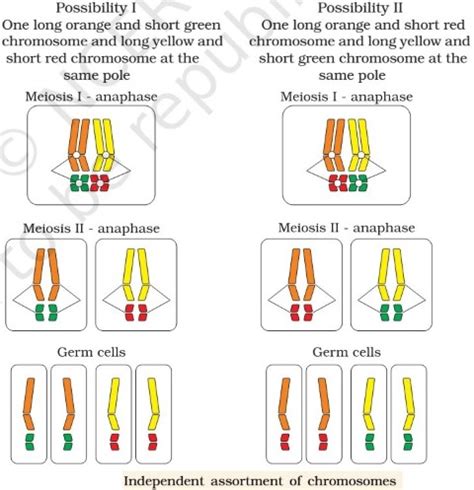 Chromosomal Theory | Human Genome Project