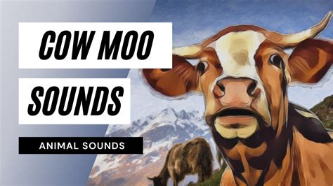 Cow Moo Sounds - cow moo sounds - the animal sounds: how cow moo / sound effect / animation ...