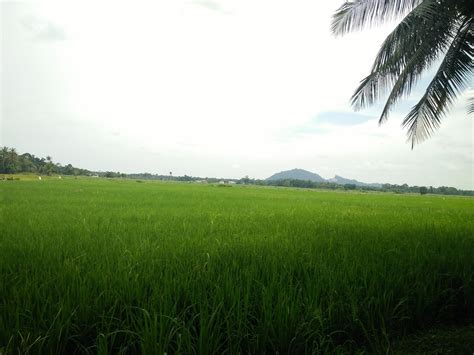 Sawah Padi | Sawah atau dikenali juga sebagai bendang ini ad… | Flickr