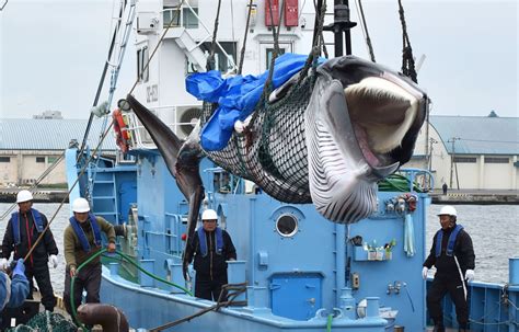 Japan Has Officially Resumed Commercial Whaling - Yale E360