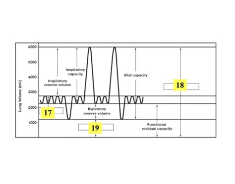 Lung Volume Chart Quiz