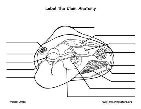 Marine Bio: Ch 9 - clam anatomy label Diagram | Quizlet