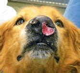 How Do I Know If My Dog Has A Nasal Tumor