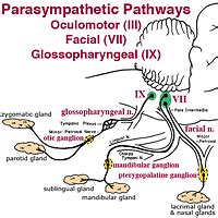 Parasympathetic Preganglinic Pathways