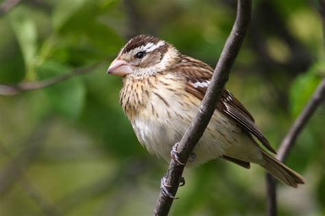 Rose-breasted Grosbeak | Audubon Field Guide