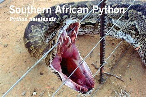 South African Python