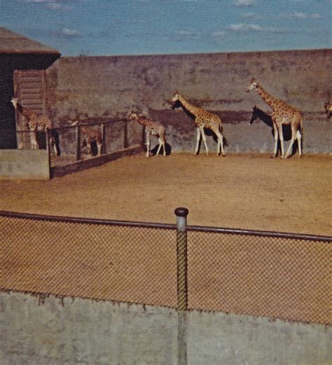 Giraffe enclosure - 1975 - ZooChat