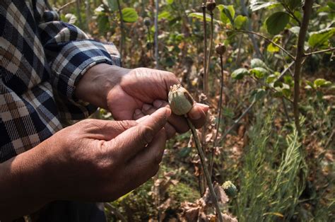 Opium Production Surging in Burma, states UNODC- DVB