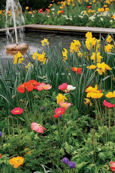 12 Spring Bulb Designs to Plant Now | Fall bulb planting, Spring bulbs, Bulbs garden design