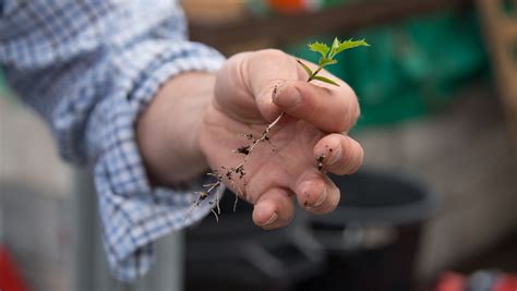 How to Grow a Tree From Seed - Plant Trees - Woodland Trust