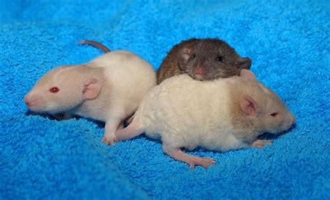 Baby Rat Care: 6 Basics to Know When Caring for Newborns | Animallama