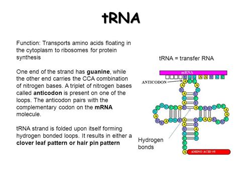 write the function of tRna - Biology - Molecular Basis of Inheritance ...