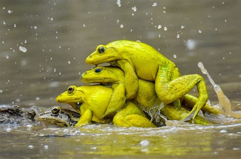 Captivating Courtship Rituals From The Animal Kingdom | Nature inFocus