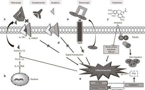 The inflammasome–pyrin interaction and mechanisms of action of... | Download Scientific Diagram