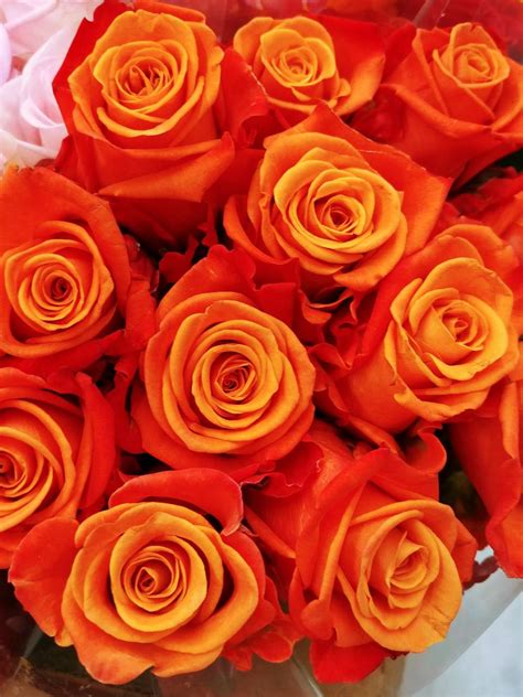 Orange Roses Wallpapers - Top Free Orange Roses Backgrounds - WallpaperAccess