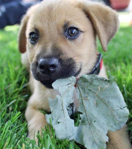 Lab German Shepherd Mix Puppies