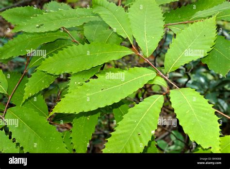 American Chestnut tree leaves Stock Photo - Alamy