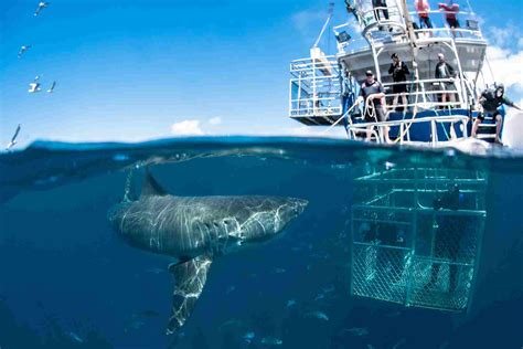 Shark Cage Diving - Wide Vision Travel