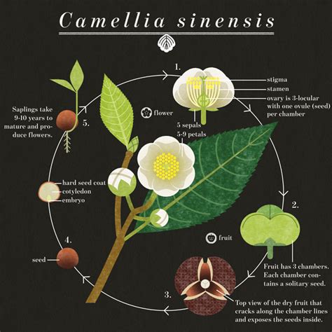 Camellia sinensis | American Scientist