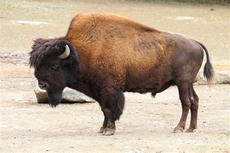 The American Bison: Restoring a Species to Its Natural Habitat