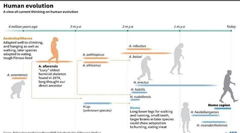 Human ancestor Lucy spent much of her time in trees: study