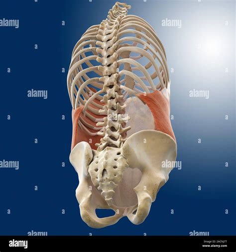 Abdominal external oblique muscle, computer artwork. This thin muscle ...