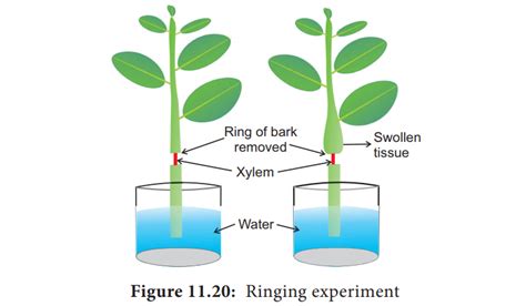 Ringing or girdling experiment